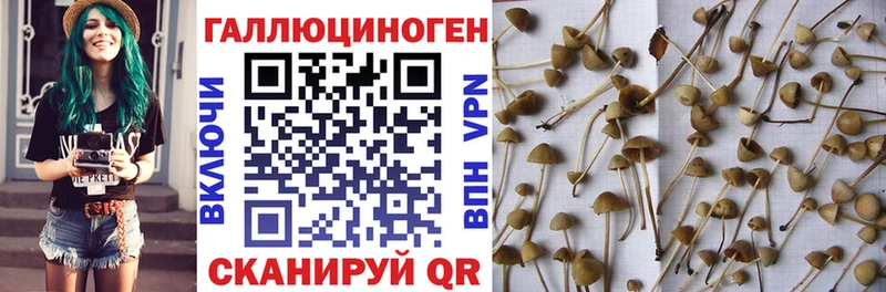 сайты даркнета телеграм  Шлиссельбург  Галлюциногенные грибы Magic Shrooms 